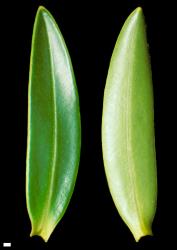 Veronica truncatula. Leaf surfaces, adaxial (left) and abaxial (right). Scale = 1 mm.
 Image: W.M. Malcolm © Te Papa CC-BY-NC 3.0 NZ